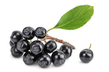 Chokeberry with leaf isolated on white background. Black aronia.