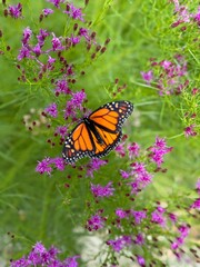 butterfly on flower