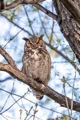 Whoo You Look'in At?