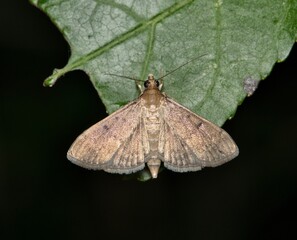Dark sod webworm moth Herpetogramma phaeopteralis insect nature pest control night.