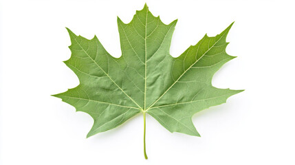 Fototapeta premium green leaf