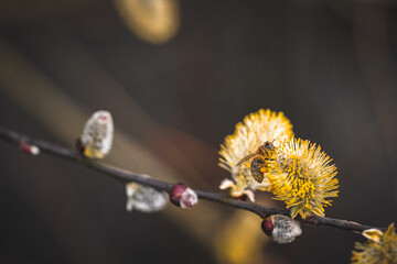 Bee on a willow catkins | Biene auf einer Blüte im Frühling | Blütenbestäubung im Frühjahr |...