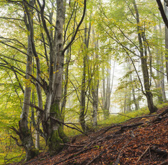 Beech mountain forest in autumn.