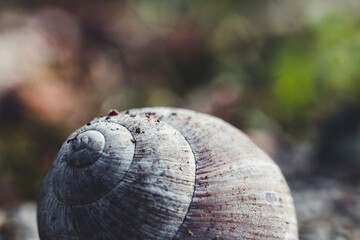 Snail Shell | Schneckenhaus in der Natur | leeres Schneckenhaus auf dem Boden