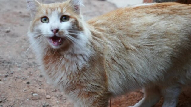 H&uuml;bsches K&auml;tzchen: Ein Portrait einer flauschigen Katze mit gr&uuml;nen Augen