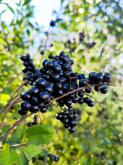 Close-Up of Glossy Black Berries on a Branch in a Lush Garden