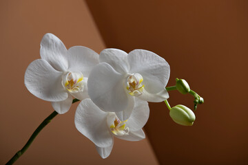 Flowers of a beautiful white orchid on an orange background with a gradient. A branch of a white orchid with blooming flowers and green buds. Phalaenopsis