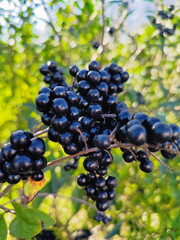 Close-Up of Glossy Black Berries on a Branch in a Lush Garden