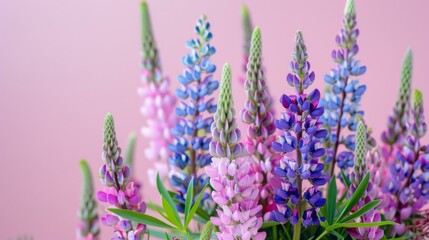 Obraz premium Vibrant lupine flowers on soft pink background, showcasing colorful blossoms and natural beauty for spring themes