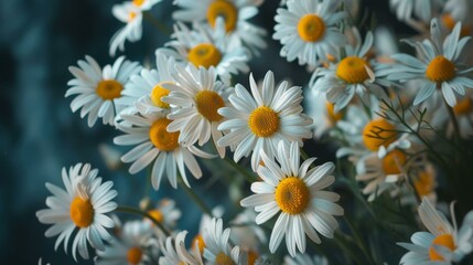 Fototapeta premium Vibrant daisies in full bloom against blurred background, capturing nature's beauty and freshness in springtime.