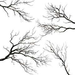 Fototapeta premium tree silhouette isolated on white