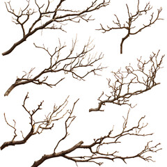 Obraz premium branches of a tree