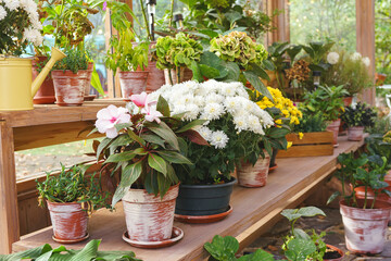 Potted blooming plants in pots inside greenhouse during sunny day.