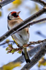 Goldfinch (Carduelis carduelis) in Urban Park, Dublin