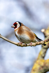 Goldfinch (Carduelis carduelis) in Urban Park, Dublin