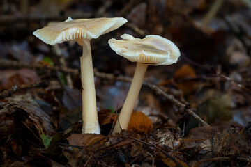 mushrooms in the forest, close-up, macro photography