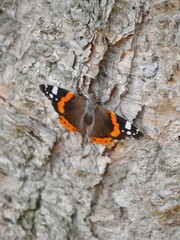 Schmetterling Admiral am Baumstamm