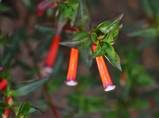 Zigarettenblume i Botanischen Garten in Halle