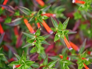 Zigarettenblume i Botanischen Garten in Halle