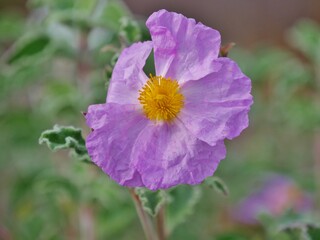 Cistus - Zistrose © Clarini