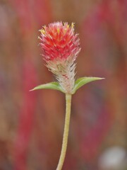 Kaktus mit oranger Blüte