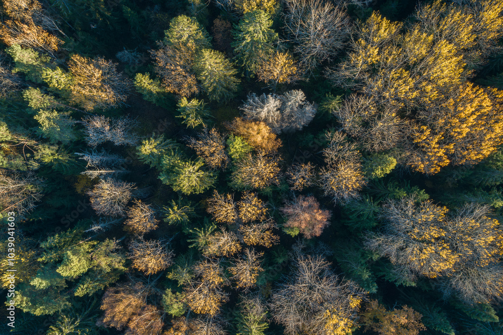 Poster Aerial view of autumn  forest with spruce and pine trees forest view from above, aerial top view with copy space design for web banner.