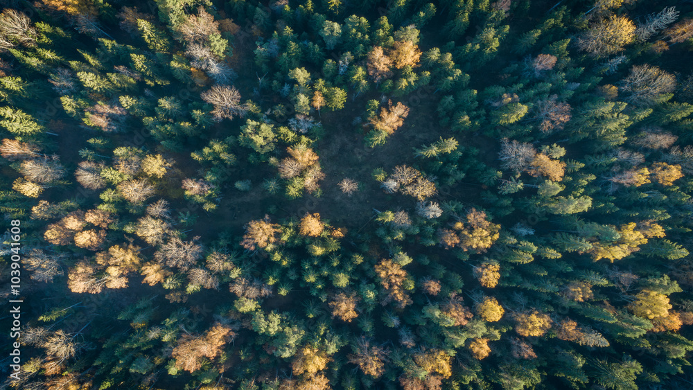 Poster Aerial view of autumn  forest with spruce and pine trees forest view from above, aerial top view with copy space design for web banner.