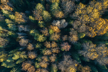 Aerial view of autumn  forest with spruce and pine trees forest view from above, aerial top view with copy space design for web banner.