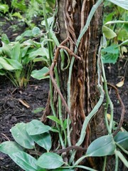 schlingpflaze im Tropenhaus