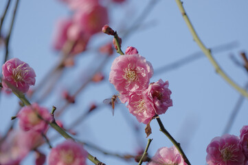 春の花