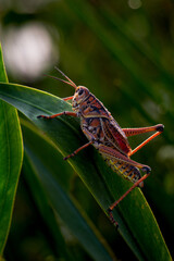 Grasshopper at Everglades National Park