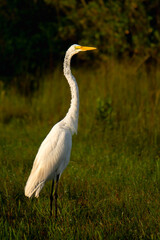 White Egret at Everglades National Park