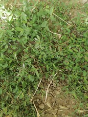Grassland Harmony