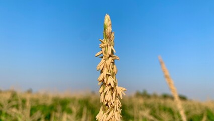 Millet field in India, millet plants and seed in farm, village