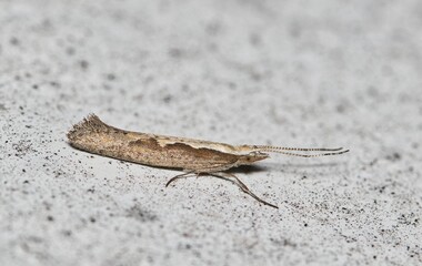Diamondback moth Plutella xylostella insect nature pest control Springtime.