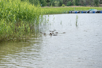 A flock of ducks swims in a sea in sunshine.