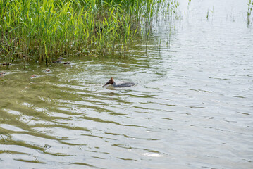 A flock of ducks swims in a sea in sunshine.