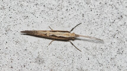 Obraz premium Diamondback moth Plutella xylostella insect nature pest control Springtime.