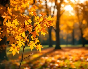 autumn natural bokeh background with maple trees in park with copyspace