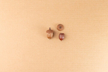 acorns and caps on cardboard, DIY nature craft, seasonal decoration, creative autumn project.