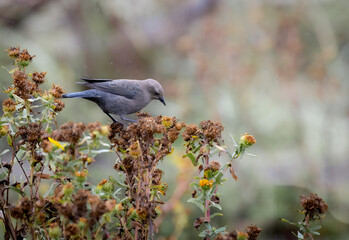 A female brewers blackbird 