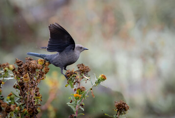 A female brewers blackbird 
