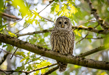A barred owl 