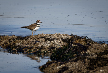 A killdeer 