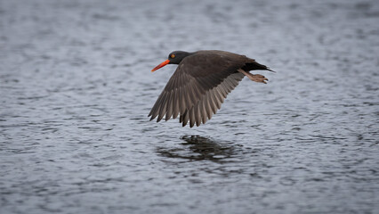 Black oystercatchers 