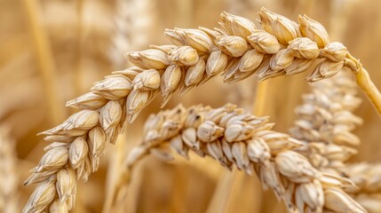 Close-up of Ripe Wheat Ears in a Field