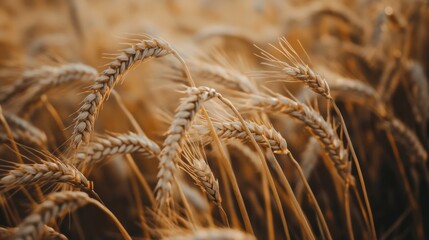 Close-up of Golden Wheat Stalks in a Field