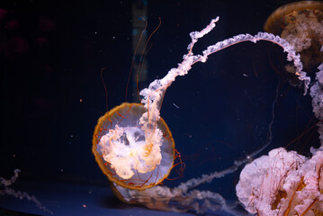 Oklahoma Aquarium 