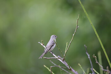 Asian Brown Flycatcher on the way to Southeast Asia in autumn