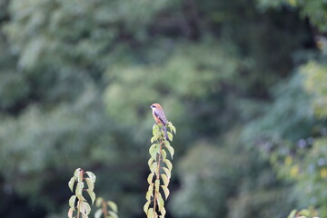Fototapeta premium Bull-headed Shrike that come down from the mountain in autumn